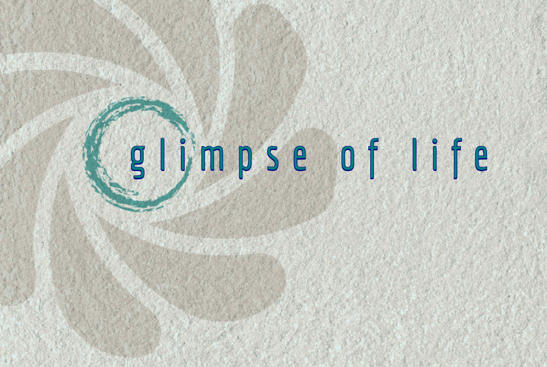 glimpse of life – Fotografie